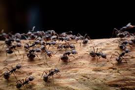 Ants control fumigation Nairobi
