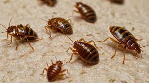 Bed bugs exterminator Nairobi