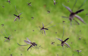 Mosquito fumigation Nairobi