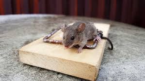 Rodent and rat control Nairobi