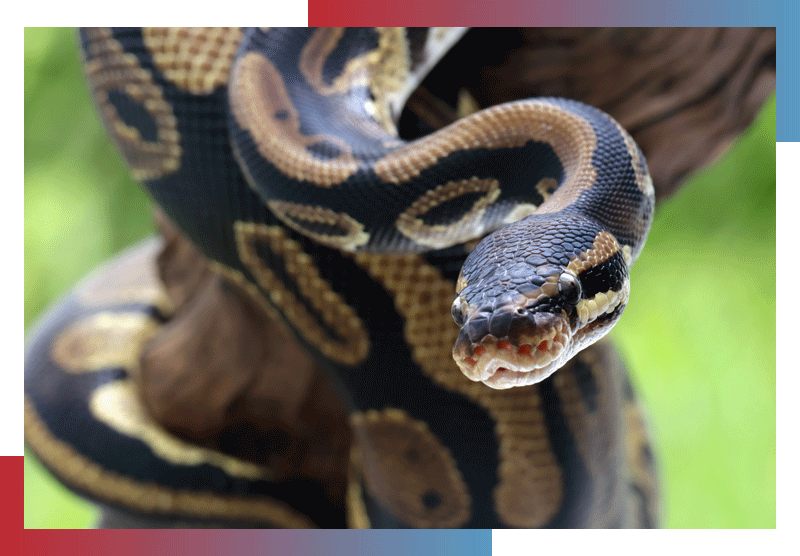 Snake control service Nairobi