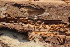 Termite control Kenya